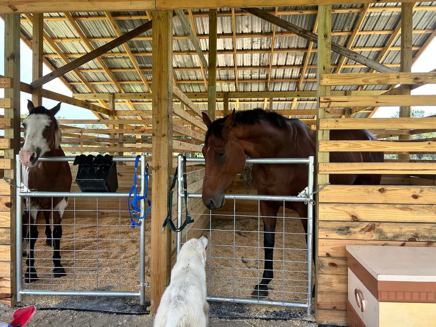 Horses in the four-stall barn
