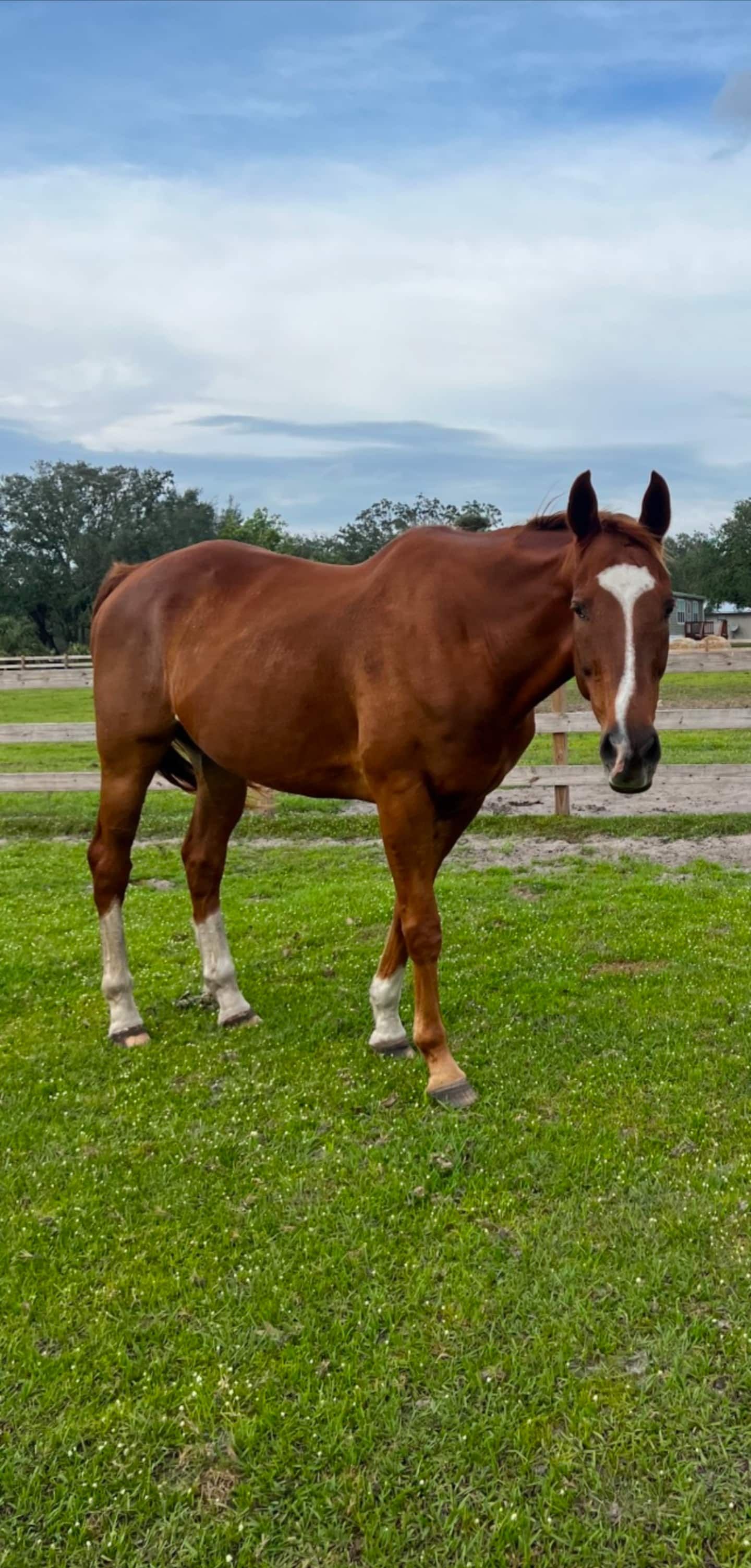 One of the horses out in the pasture