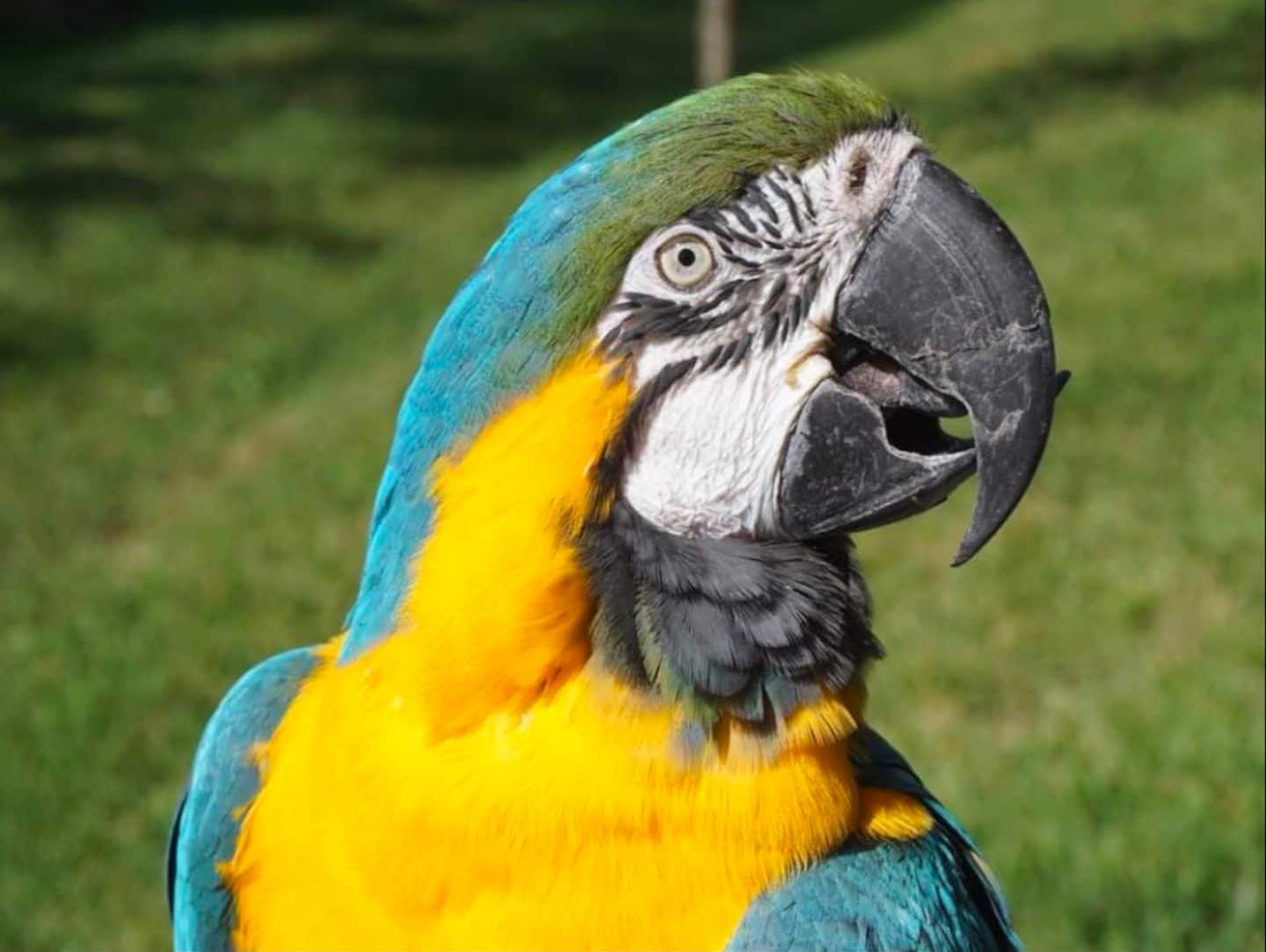 Kokomo, the blue and gold macaw