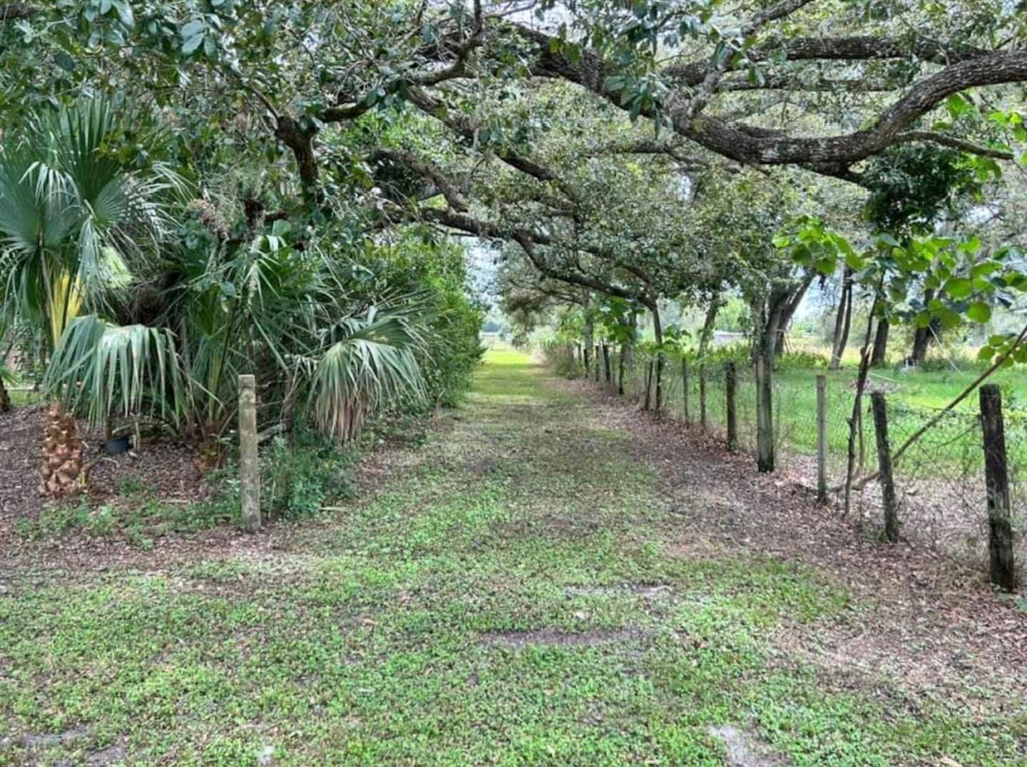 The oak-lined lane along the pasture at Misty Morning Farms