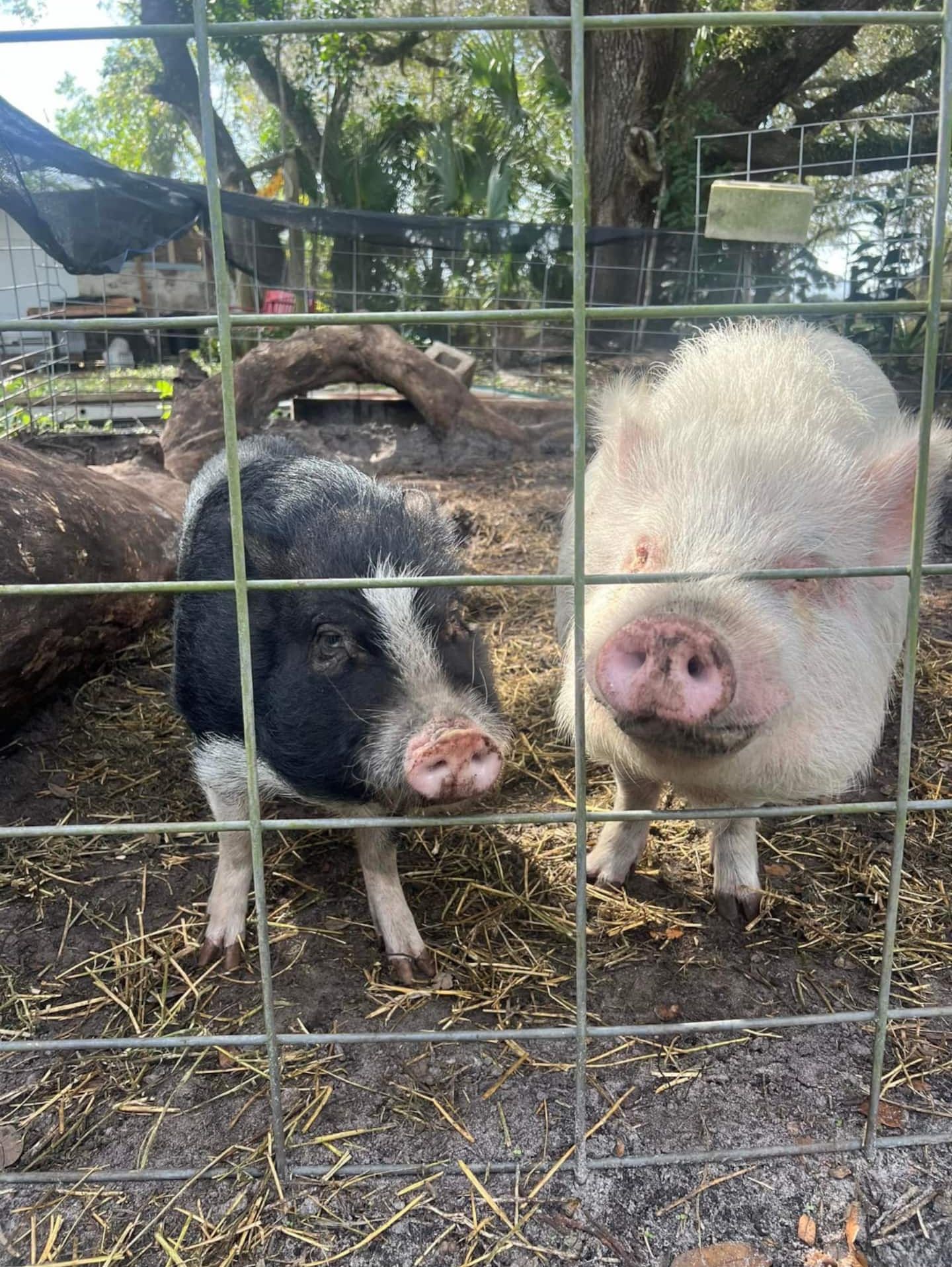 The pigs