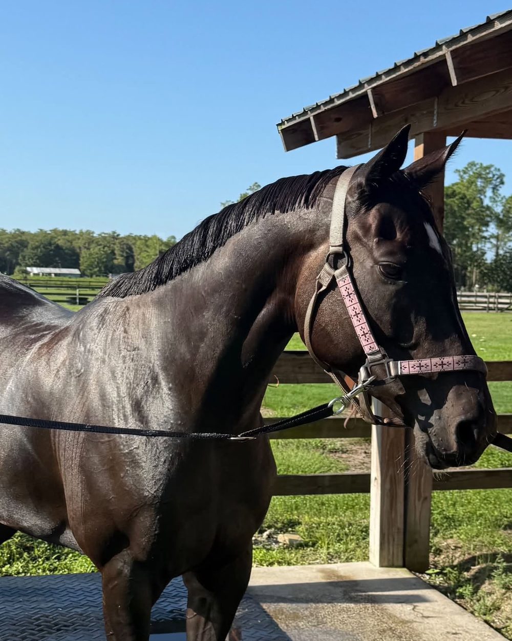 A horse at the wash rack by the barn